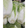 2021 New Harvest Export Natural Fresh Cabbage Export Chinese Cabbage